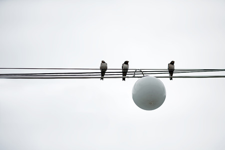 Sparrows Birds sit on wires power in a town near the lantern on light grey backgroundの写真素材