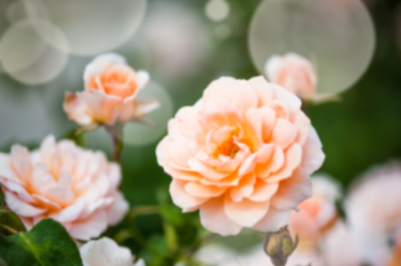 Defocus blur pastel floral background. Tender pink rose and sunlightsの写真素材