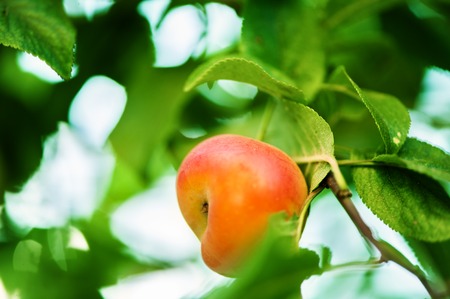 Blur defocus floral spring background texture - orange beautiful apple on branch in gardenの写真素材
