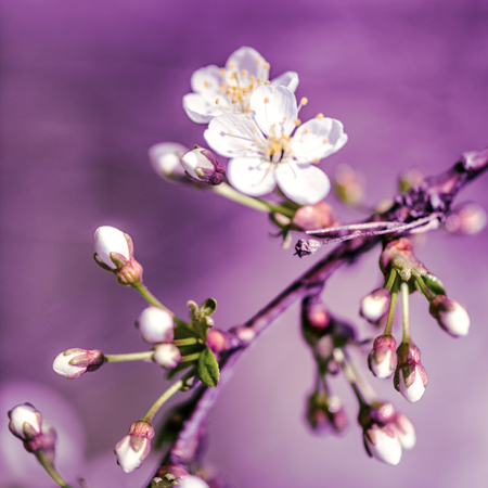 Defocus floral background spring cherry flowersの写真素材