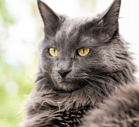 Close up portrait of beautiful gray cat lies on the windowsill near an open window with mosquito netting. Macro viewの写真素材