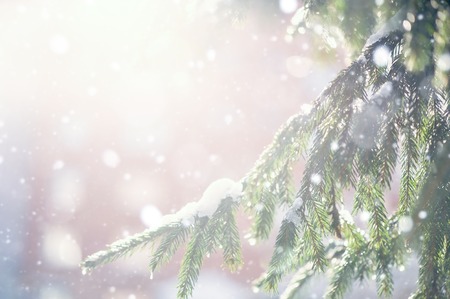 Defocus beautiful blur winter background with ice and snow on branchesの写真素材