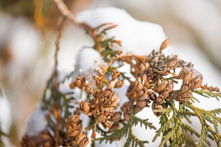 Macro shooting of thuja branches with snow and cones of seedsの写真素材
