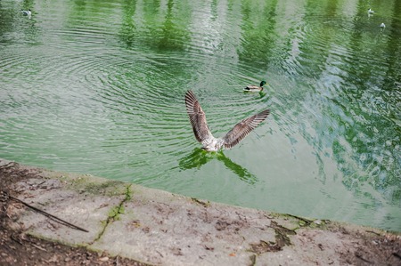 Beautiful waterfowl ducks with green head and gray feathers on the back and wings sit in the grass...