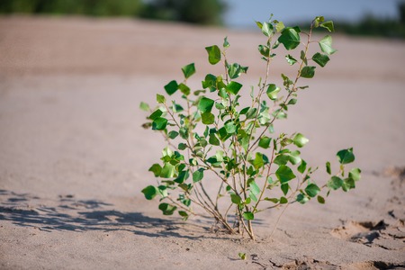 Defocus abstract background sand. Texture of Sandy beach on tropical resort and green desert plantの写真素材