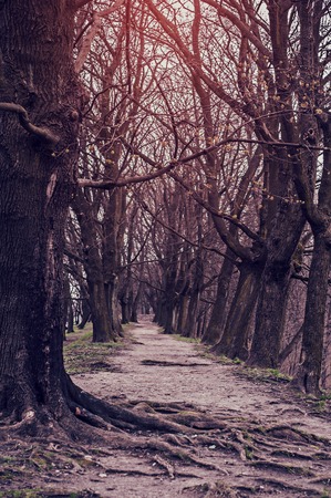 The trodden path in a mysterious mystical place among the tall old treesの写真素材