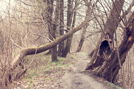 The trodden path in a mysterious mystical place among the tall old trees