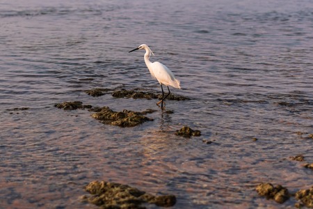 Little Egret stands on a coral reef in the Indian Ocean in Hikkaduwa, Sri Lankaの写真素材