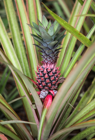 Red pineapple with green leaves growing from the ground in a flowerbed in a botanical garden with plants and spices in Sri Lankaの写真素材