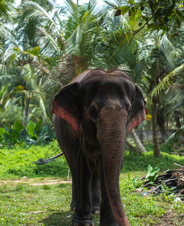 Beautiful young elephant in the jungle of Sri Lankaの写真素材