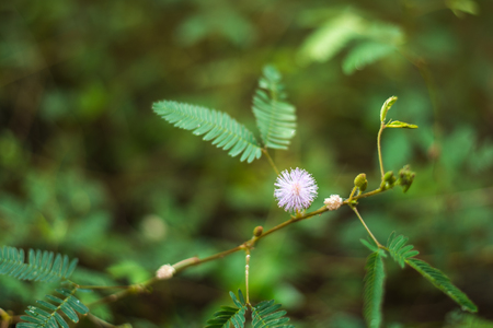 Young green leaves and lilac flowers of Mimosa pudica in a plant and spice garden in Sri Lankaの写真素材