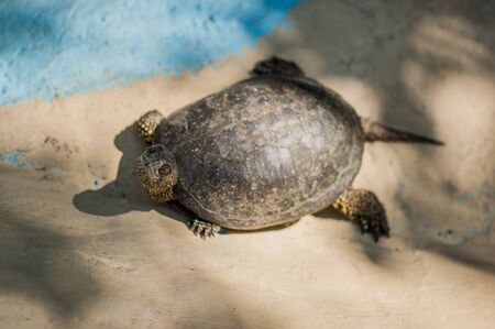 An amphibian tortoise with a dark brown shell is on the ground and looks at the cameraの写真素材