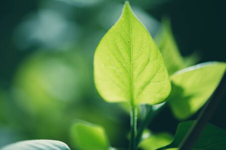 Defocus bright spring background of young green leaves of a tree glow in the rays of lightの写真素材
