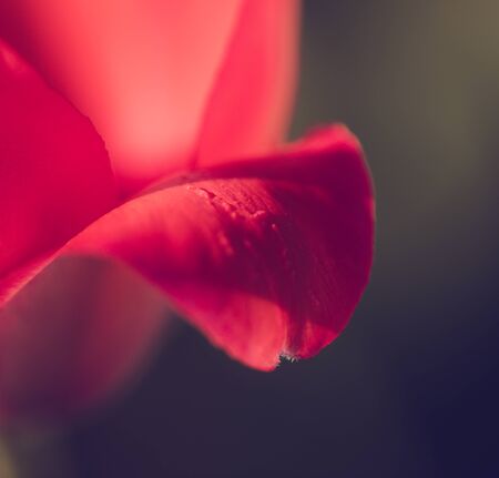 Defocus blur background of first spring flowers. Macro shot of petals of one beautiful red tulip outdoor, square shotの写真素材
