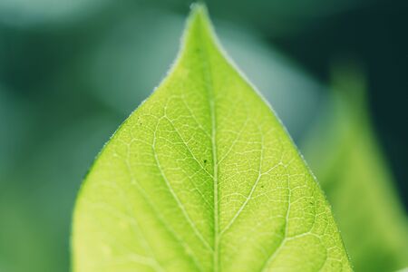 Defocus bright spring background of young green leaves of a tree glow in the rays of lightの写真素材