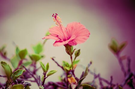 Defocus photo of Hibiscus rosa-sinensis known colloquially as Chinese hibiscus, China rose, Hawaiian hibiscus, rose mallow and shoeblackplant close up and tonedの写真素材