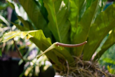 Young green leaves of Fern in the garden of plants and spices in Sri Lankaの写真素材