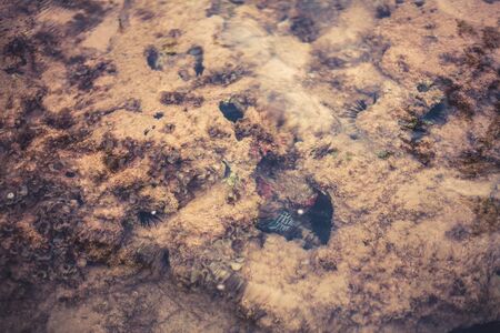 View through the waters of the underwater world in Sri Lanka in the shallowの写真素材