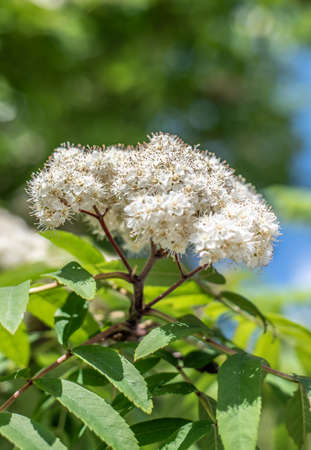 Bunch of white spring flowers and buds blossoming bird cherry Cherryukha flavoredの写真素材