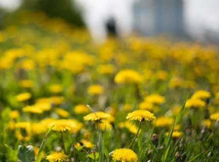 beautiful defocus floral dandelions background. Blooming spring flowersの写真素材