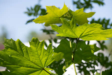 Fresh young green leaves on maple trees in the city park in Russia