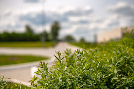 skating center of the Moscow Region and beautiful defocus floral background.の写真素材