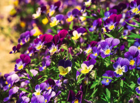 Beautiful blooming spring and summer flowers garden pansy Viola wittrockianaの写真素材