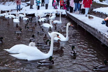 White swan and wild ducks swim in a pond in the waterの写真素材