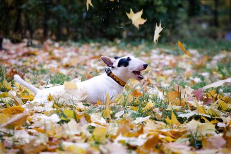 white bullterrier breed dog with a black spot near the eye plays with autumn leaves in the autumn parkの写真素材