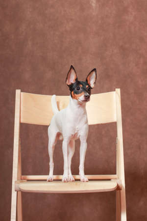 A small white-red-black dog of the American Toy Fox Terrier breed stands on a wooden chair.の写真素材