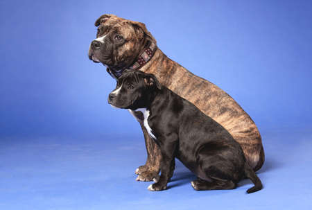 Two dogs, an adult and a puppy, breed American Staffordshire Terrier, brown tiger and black with white, sitting in a studio indoors, on a blue backgroundの写真素材