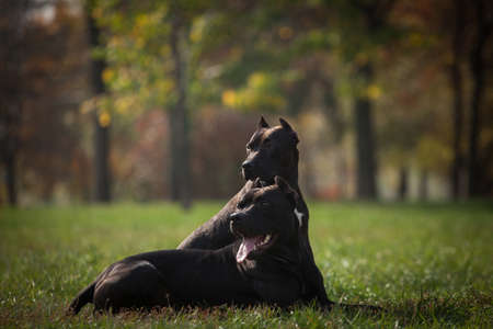 Two dogs of the American Staffordshire terrier breed are obediently on the grass in the park where...