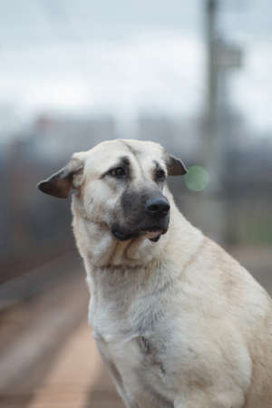 Dog breed Anatolian shepherd (kangal, carabash), lonely and sad sits against the background of the...