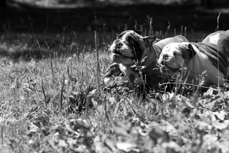 Two puppy breed English bulldog fun running through grass, carved out tonguesの写真素材
