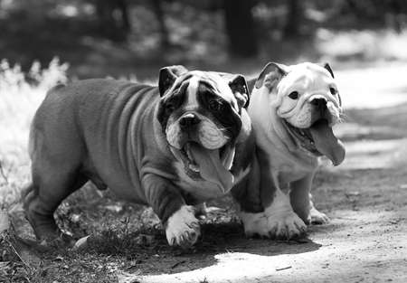 Two puppy breed English bulldog with dried tongues fun to run and playの写真素材