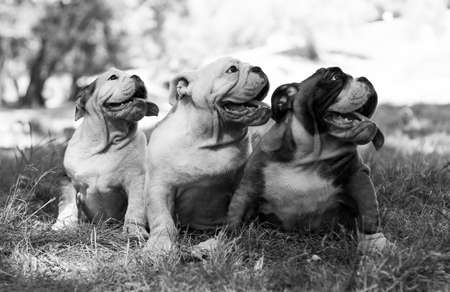 Three puppy breed English bulldog sit and look one wayの写真素材