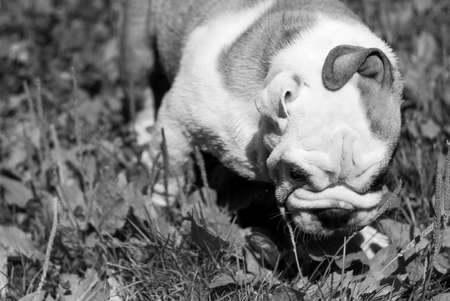 White spotted puppy breed English bulldog funny and hilarious wrapped earsの写真素材