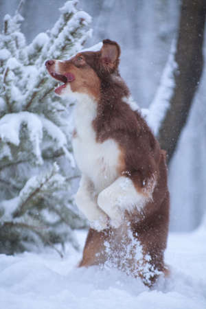 Australian Shepherd breed dog in motion, in flight for snowflakes, plays on snowの写真素材