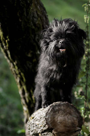 Affenpincher dog stands on a tree stump and watches the surroundings.の写真素材