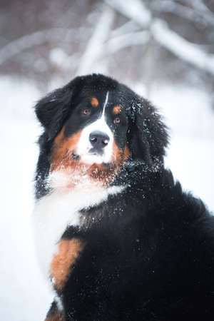 Bernese mountain dog breed dog sits on the snow and looks at usの写真素材