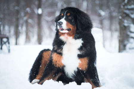 Bernese mountain dog breed dog sitting on the snow, sticking out the tip of his tongueの写真素材