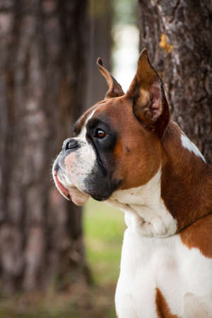 Portrait of a red dog breed German boxer on a background of treesの写真素材