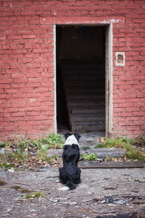 Rescue dog Border Collie sits and waits for a search command from an abandoned empty buildingの写真素材