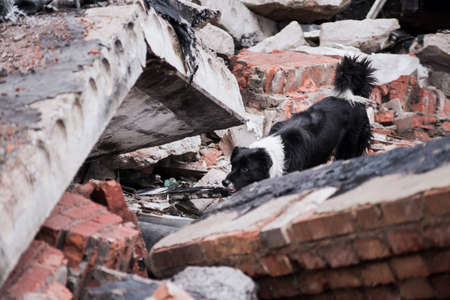Border Collie Rescue Dog Looking for People Damaged in Building Destruction