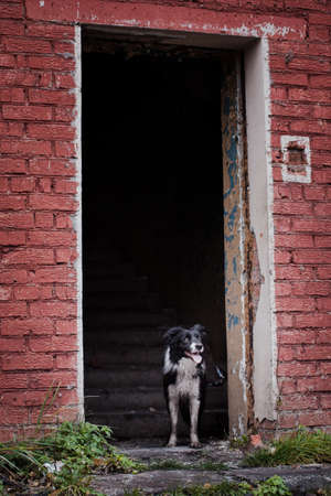 Rescue dog, Border Collie breed, stands in the doorway of an empty building on the background of the stairsの写真素材