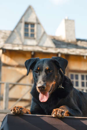 black big dog of the breed Beauceron (French Shepherd) lies on a platform on the background of a medieval buildingの写真素材
