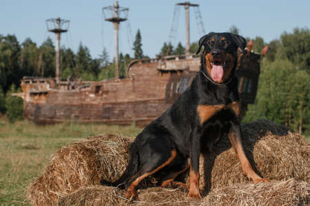 black big dog of the breed beauceron (french shepherd) lies on the hay against the background of an...
