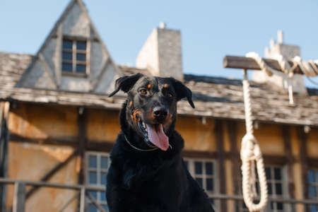 black big dog of the beauceron breed (french shepherd) is sitting on the platform with the decorations of the gallows for shooting the filmの写真素材