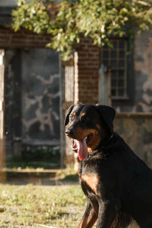 A large black dog of the breed Beauceron (French Shepherd) sits, sticking out his tongueの写真素材