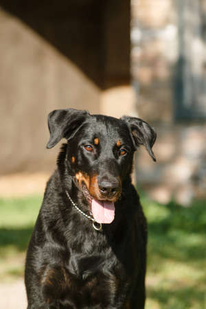 portrait of a black big dog of the breed Beauceron (French Shepherd) on a background of an old houseの写真素材